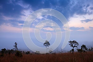 misty morning sunrise in mountain with cloud at Thung Salang Luang National Park Phetchabun,Thailand.