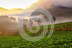 Misty morning sunrise in strawberry garden at Doi Ang khang moun