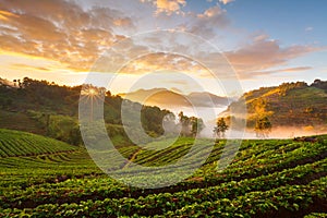 Misty morning sunrise in strawberry garden at Doi Angk-hang mountain, chiangmai : thailand.