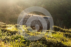 Misty morning sunrise in tea plantation and hut at Doi Ang Khang, Chiang Mai, Thailand photo