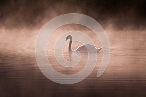 Misty morning Swan
