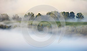 Misty morning with tree, landcape photo