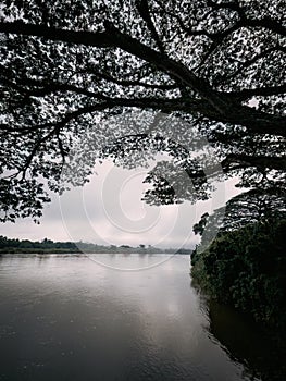 Misty morning with tree silhouette and water on river bank in Kuala Kangsar, Perak