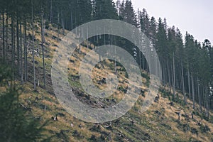 Misty morning view in wet mountain area in slovakian tatra. autumn colored forests - vintage film look