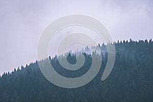 Misty morning view in wet mountain area in slovakian tatra. autumn colored forests - vintage film look