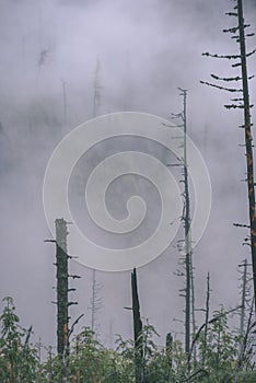 Misty morning view in wet mountain area in slovakian tatra. autumn colored forests - vintage film look