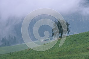 Misty morning view in wet mountain area in slovakian tatra. autumn colored forests - vintage film look