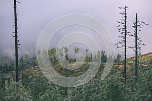 Misty morning view in wet mountain area in slovakian tatra. autumn colored forests - vintage film look