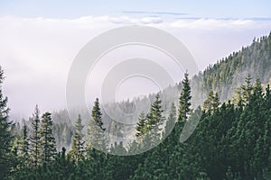 Misty morning view in wet mountain area in slovakian tatra. autumn colored forests - vintage film look