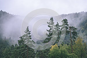 Misty morning view in wet mountain area in slovakian tatra. autumn colored forests - vintage film look