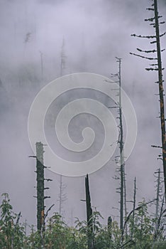 Mlhavé ráno pohled v mokré horské oblasti ve slovenských Tatrách. podzimní barevné lesy - vzhled vintage filmu