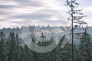 Misty morning view in wet mountain area in slovakian tatra. autumn colored forests - vintage film look