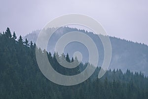 Misty morning view in wet mountain area in slovakian tatra. autumn colored forests - vintage film look