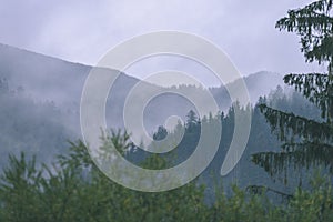 Misty morning view in wet mountain area in slovakian tatra. autumn colored forests - vintage film look