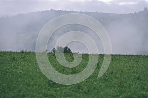 Misty morning view in wet mountain area in slovakian tatra. deer