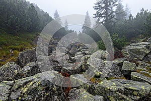 Misty morning view in wet mountain area in slovakian tatra. tour