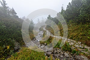 Hmlisté ranné zobrazenie v mokrej horskej oblasti v slovenských Tatrách. prehliadka