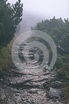 Misty morning view in wet mountain area in slovakian tatra. tour