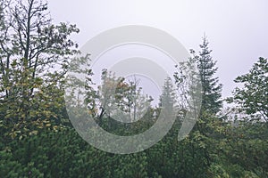 Misty morning view in wet mountain area in slovakian tatra - vintage film look