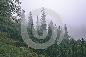 Misty morning view in wet mountain area in slovakian tatra - vintage film look