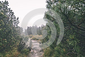 Misty morning view in wet mountain area in slovakian tatra - vintage film look