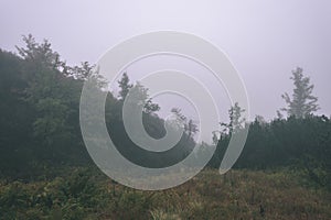 Misty morning view in wet mountain area in slovakian tatra - vintage film look