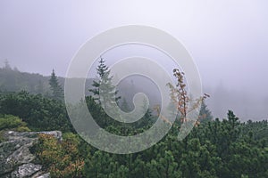 Misty morning view in wet mountain area in slovakian tatra - vintage film look