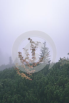 Zahmlený ranný pohľad v mokrej horskej oblasti v slovenských Tatrách - vzhľad vintage filmu