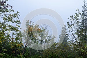 Misty morning view in wet mountain area in slovakian tatra