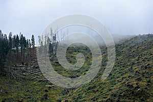 Misty morning view in wet mountain area in slovakian tatra