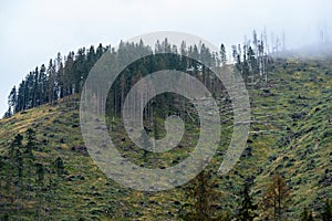 Misty morning view in wet mountain area in slovakian tatra