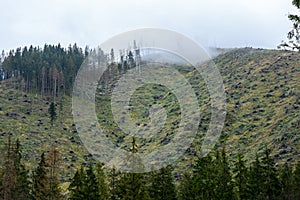 Misty morning view in wet mountain area in slovakian tatra