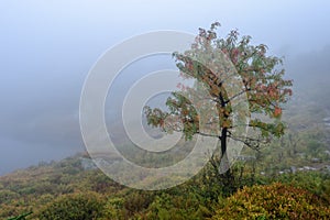 Misty morning view in wet mountain area in slovakian tatra