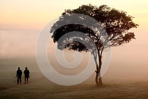 Misty Morning Walk