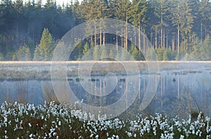 Misty morning on wild forest lake