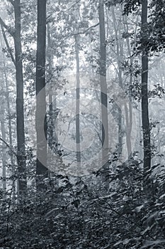 Misty morning in the woods. Black and white image_