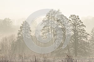 Misty morning in the woods. silhouette of trees grove in thick white morning fog. pale color wood obscure