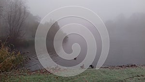 Misty morning, Zuiderpark