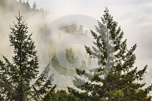 Misty mountain with evergreen trees in the forground and fog shouded trees in the background