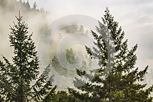 Misty mountain with evergreen trees in the forground and fog shouded trees in the background photo