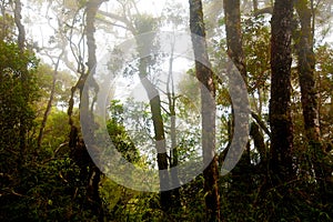 Misty mountain forest of Mount Kinabalu,