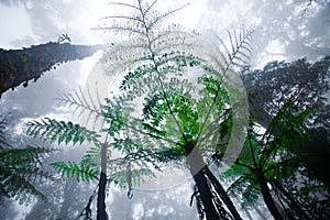 Misty mountain forest of Mount Kinabalu,