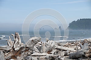 Misty Mountain Island with Driftwood at Rialto Beach. Olympic National Park, WA