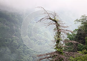 Misty mountain landscape with a shaggy  single tree and clouds on top closeup