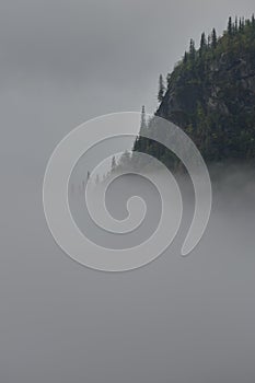 Misty Mountain slope overgrown with pine forest, covered in clouds