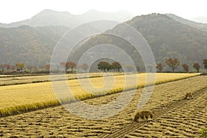 Harvested and ripe rice fields with misty mountains, South Korea