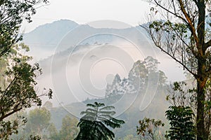 Misty Munnar from the Tea County Hill resort