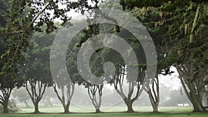 Misty mysterious forest in fog haze. Row of trees in calm foggy rainy weather.