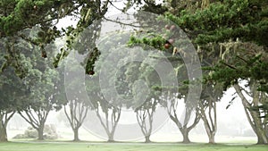 Misty mysterious forest in fog haze. Row of trees in calm foggy rainy weather.