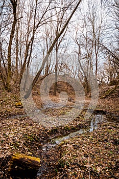 Misty mysterious forest landscape in early spring. Nature of New England, USA